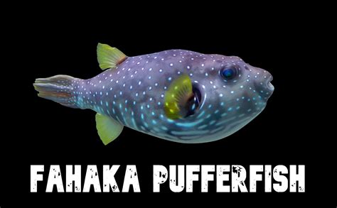 fahaka pufferfish diet|fahaka pufferfish health.